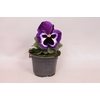 Viola wittrockiana F1 Violet & White