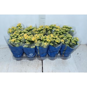 KALANCHOE DOBRADO P11 AMARELO
