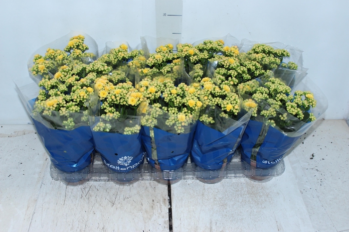 <h4>KALANCHOE DOBRADO P11 AMARELO</h4>