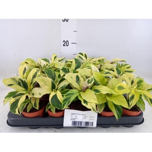 Calathea  'Fusion Yellow'