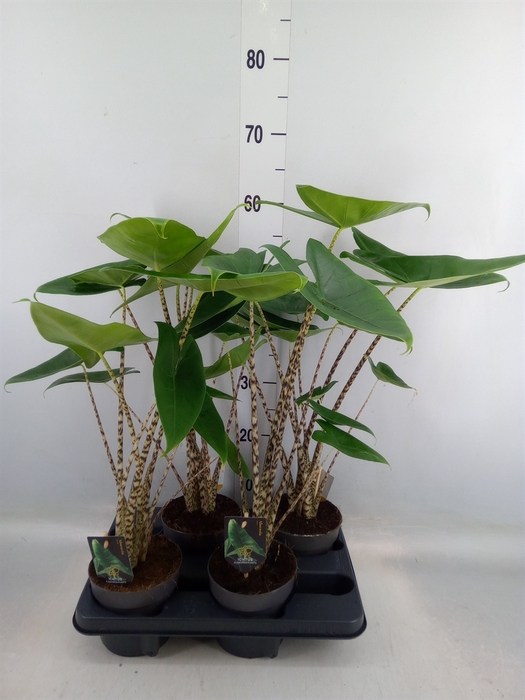 <h4>Alocasia zebrina</h4>