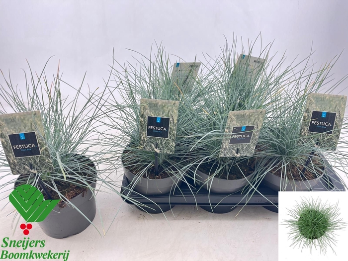 FEST GLAUCA