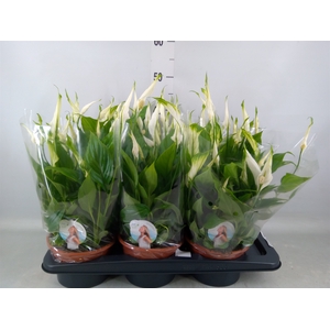 Spathiphyllum  'Chopin'