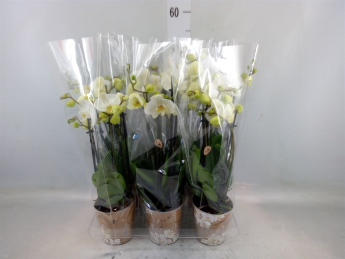 <h4>Phalaenopsis   ...white</h4>