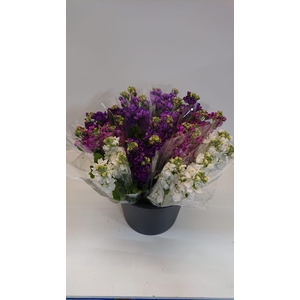 Mono Violier ass. x 3