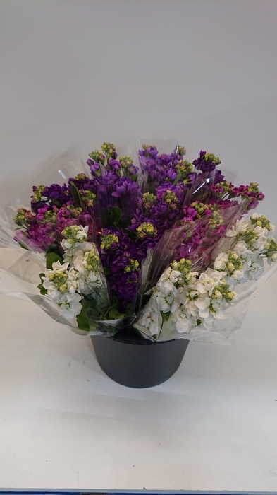 <h4>Mono Violier ass. x 3</h4>