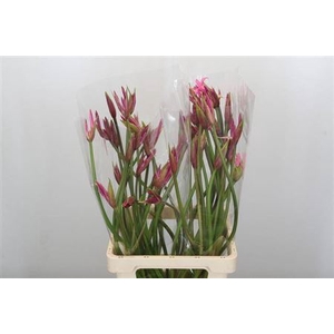 Nerine Amarine Anastasia Artistiek