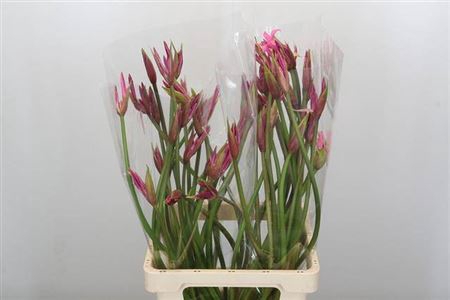 <h4>Nerine Amarine Anastasia Artistiek</h4>
