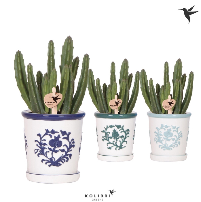 <h4>Kolibri Greens Stapelia Leendertziae in Malaga pot blue mix</h4>