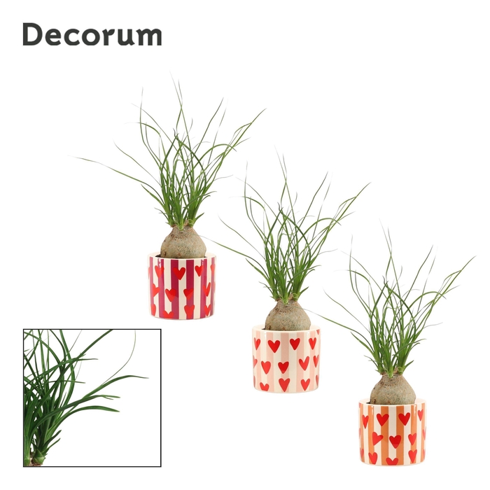 <h4>Beaucarnea bol 6 cm in Noura (Bubblicious-collection)</h4>