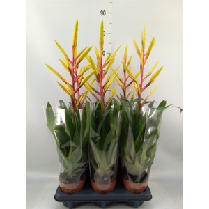 Tillandsia