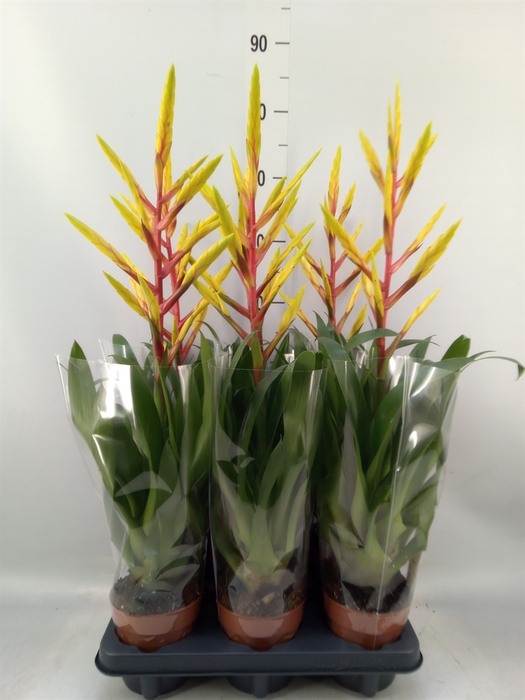 <h4>Tillandsia</h4>
