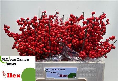 <h4>Ilex Ve Rode Bes</h4>