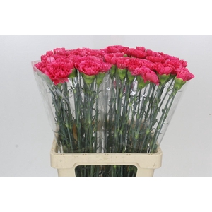Dianthus St Bizet
