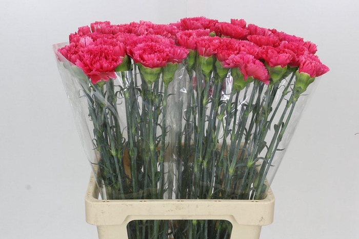 <h4>Dianthus St Bizet</h4>