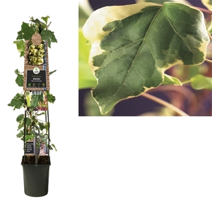 Hedera 'Gloire de Marengo' +3.0 label