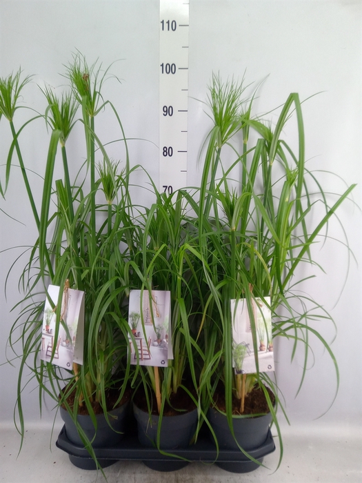 <h4>Cyperus papyrus</h4>