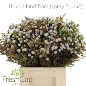 Brunia Nodiflora (spray Brunia)