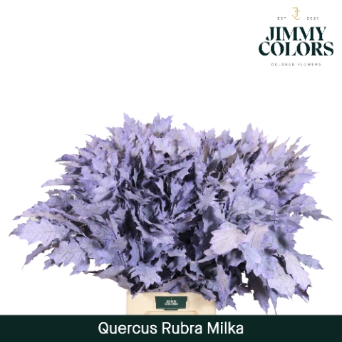 <h4>Quercus Rubra L80 Klbh. Milka</h4>