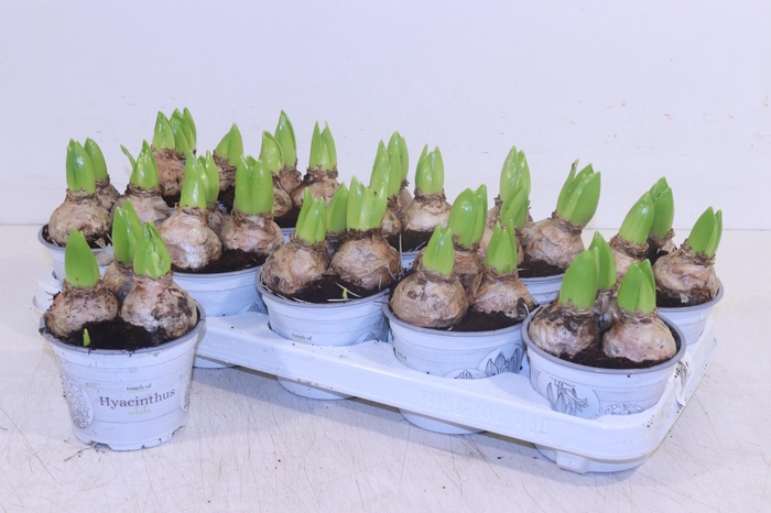 <h4>HYACIN WHITE PEARL</h4>