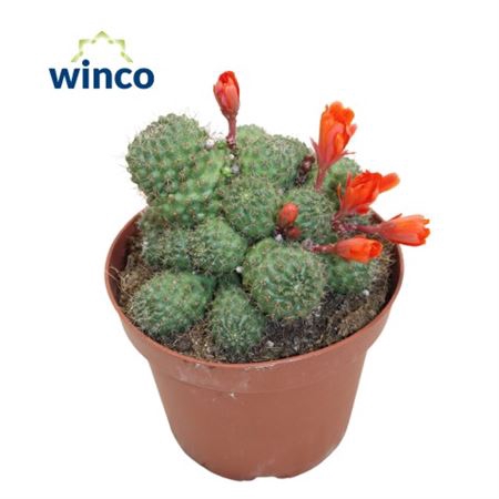 Rebutia Muscula