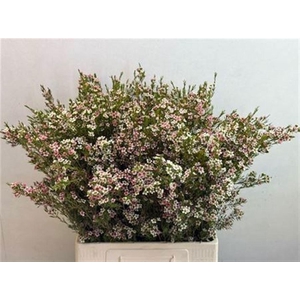 Chame Un My Sweet 16 70cm