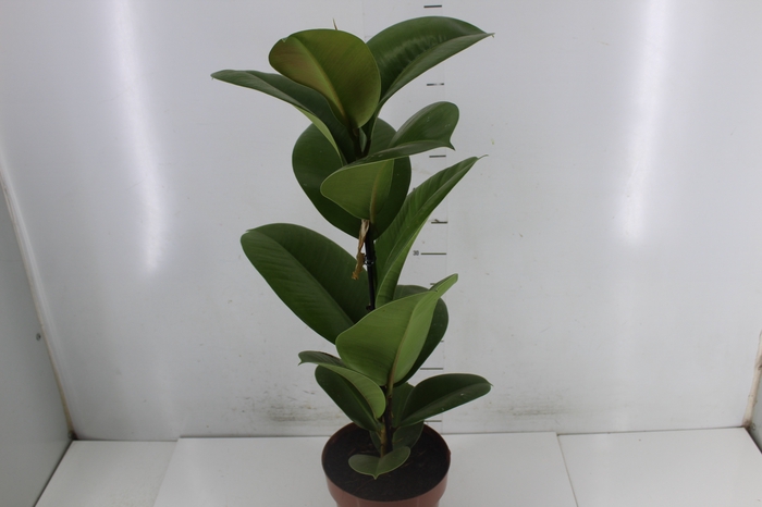 <h4>FICUS ELASTICA CLOE P17</h4>