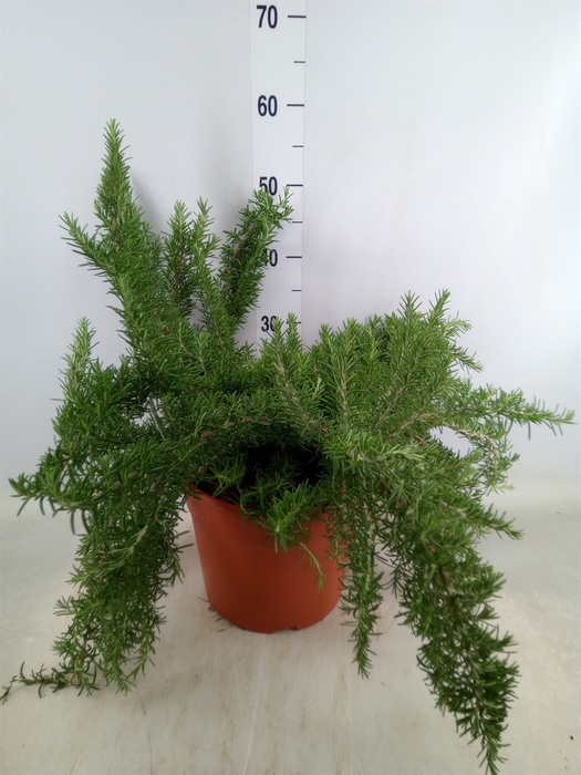 <h4>Rosmarinus officinalis 'Prostratus'</h4>