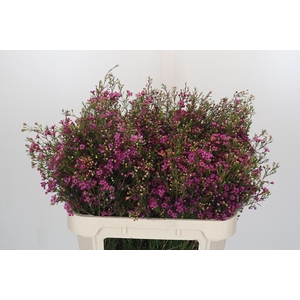 Chamelaucium Rotem