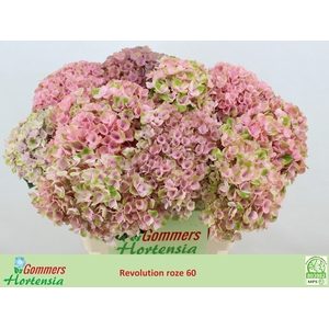 HYDR M MAG REVOLU RZ