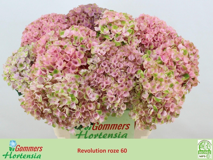 <h4>HYDR M MAG REVOLU RZ</h4>