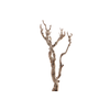 Syringa Branch Super Kirnberger