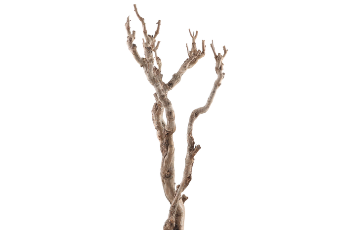 Syringa Branch Super Kirnberger