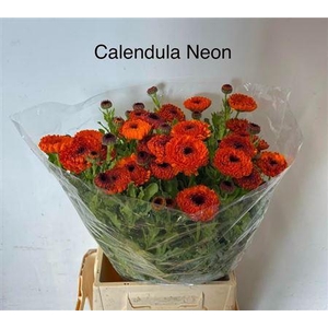 Calend Neon