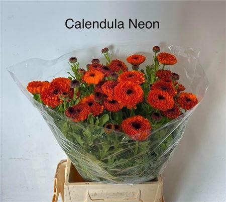 <h4>Calend Neon</h4>