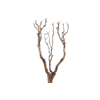 Syringa Branch Super Wittmer