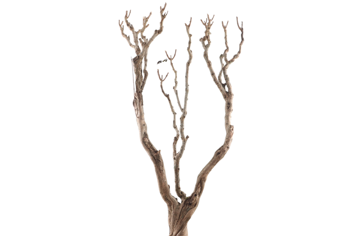 Syringa Branch Super Wittmer