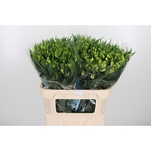 Alstroemeria White Pearls 90 Gram