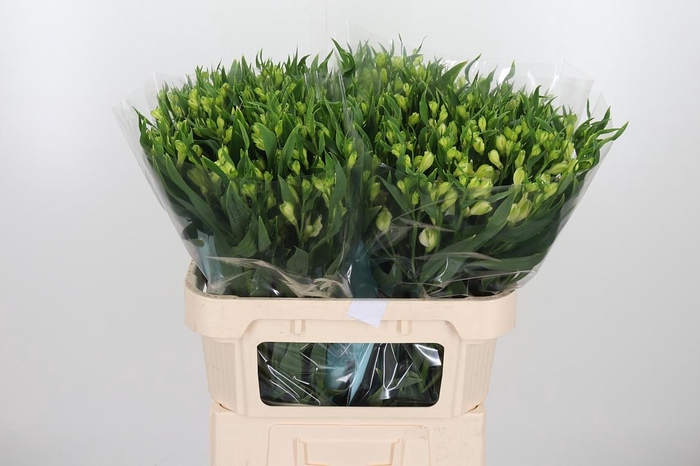<h4>Alstroemeria White Pearls 90 Gram</h4>