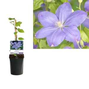Clematis 'Mrs. Cholmondeley' +light label