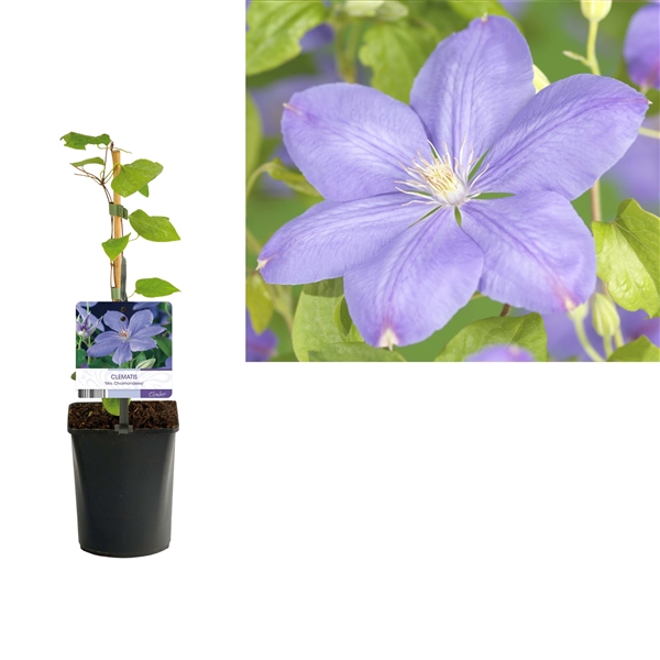 <h4>Clematis 'Mrs. Cholmondeley' +light label</h4>