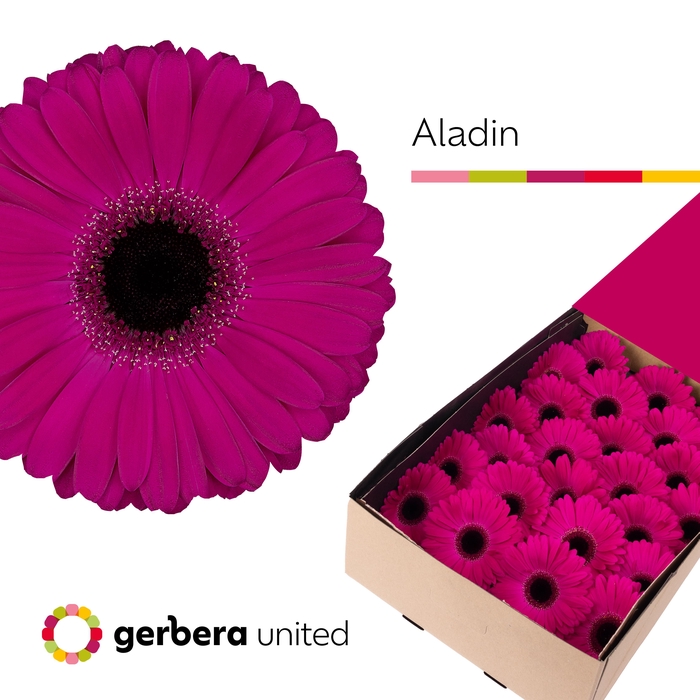 <h4>Gerbera Aladin Half doos</h4>