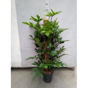 Philodendron pedatum