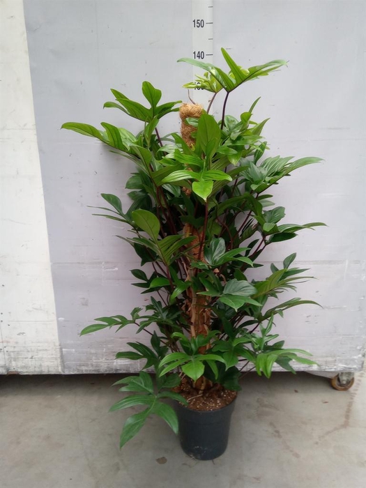 <h4>Philodendron pedatum</h4>