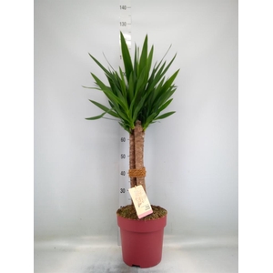 Yucca elephantipes   ...