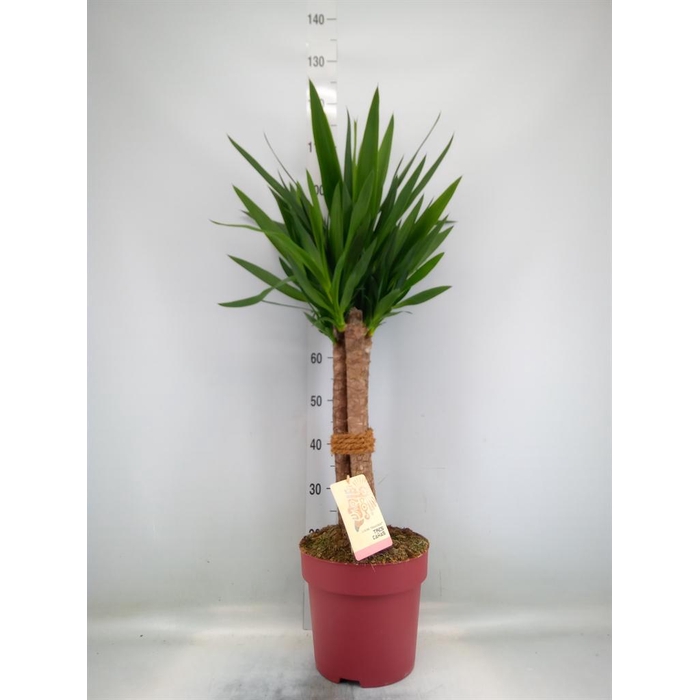 <h4>Yucca elephantipes   ...</h4>