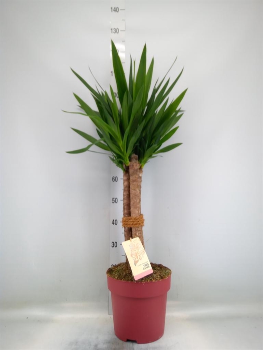 Yucca elephantipes   ...