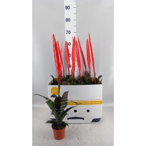 Vriesea  'Era'
