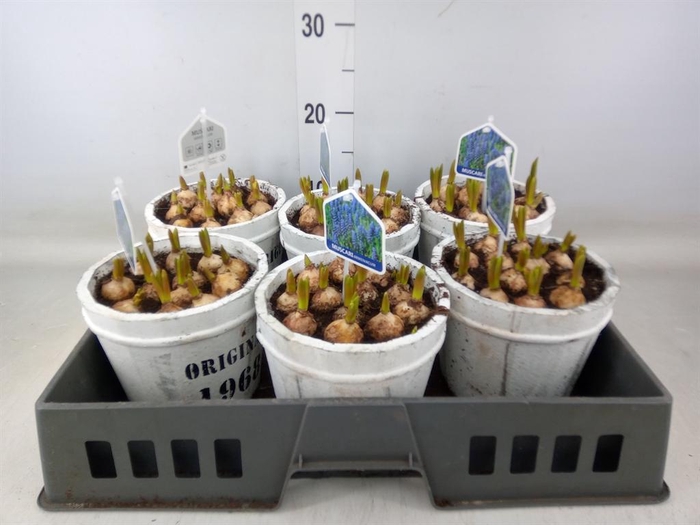 <h4>Arr.  Muscari L%</h4>