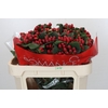 Hypericum True Romance Spray